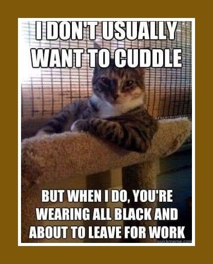 cat cuddles wear black.jpg